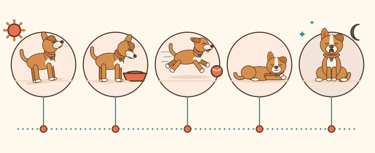 Cinco escenas del día del perro: al despertar, al comer, al jugar, después de la siesta y antes de dormir
